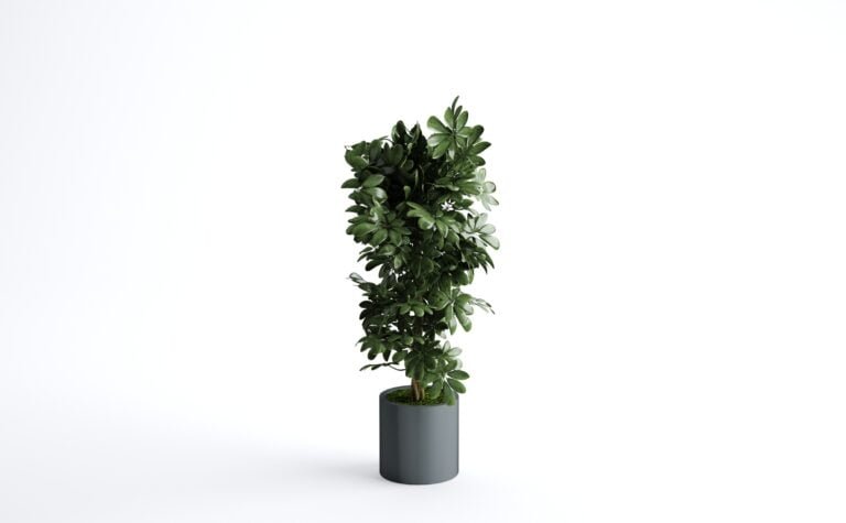 Schefflera Tree