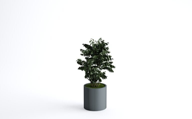 Neanthe Bella Palm