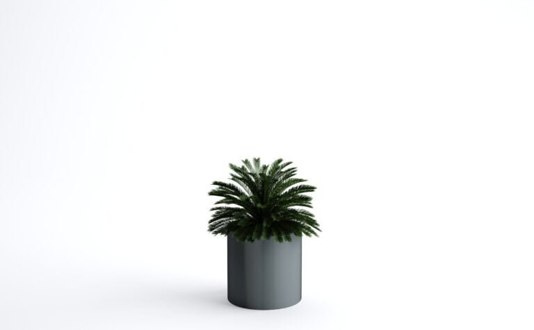 Cycas Palm Cluster