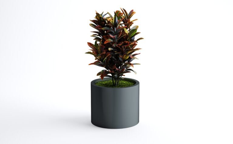 Croton Plant