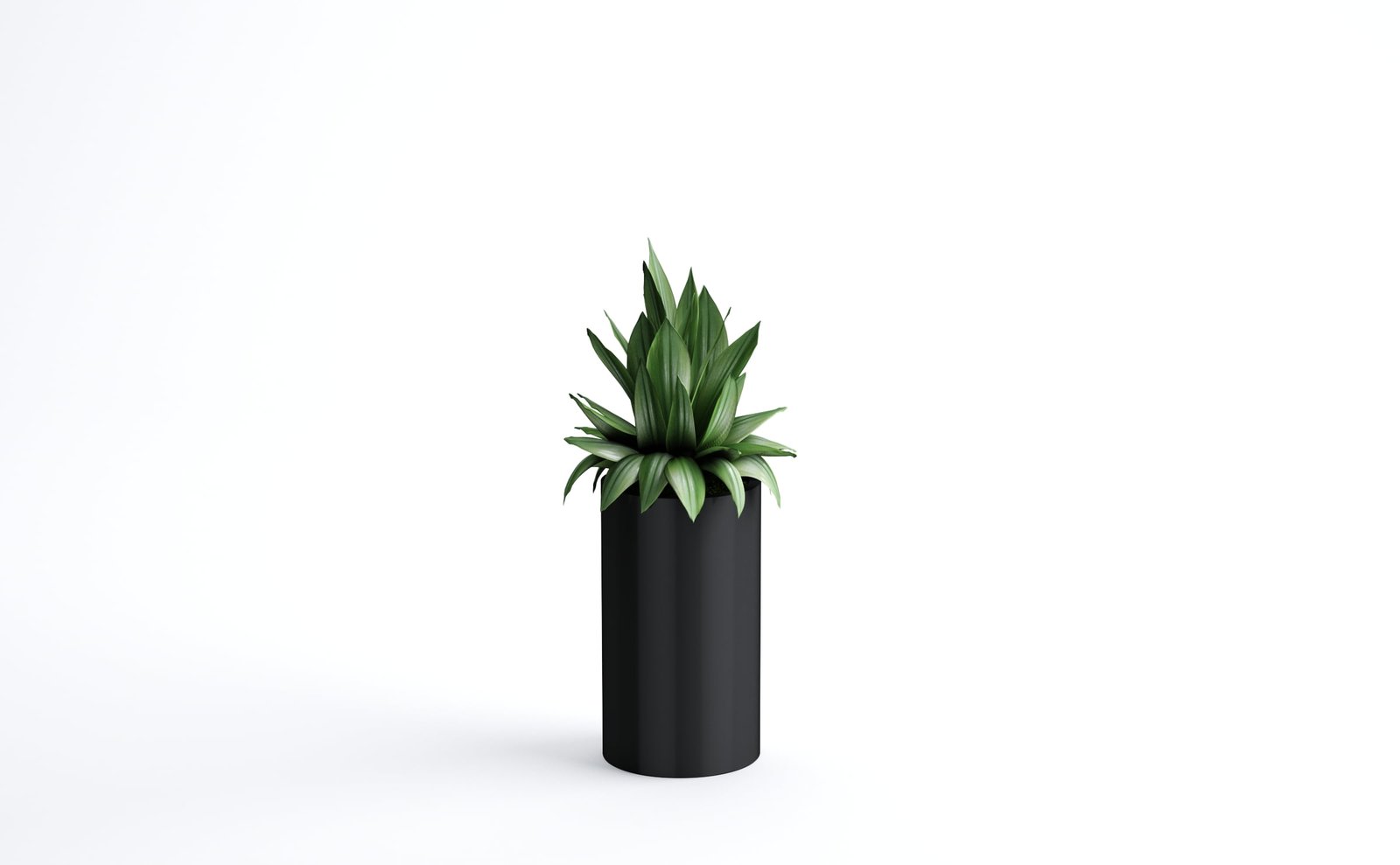 Agave Plant