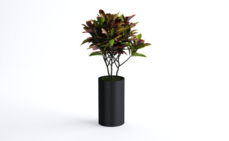 Croton Tree