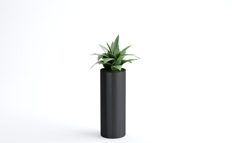 Agave Plant