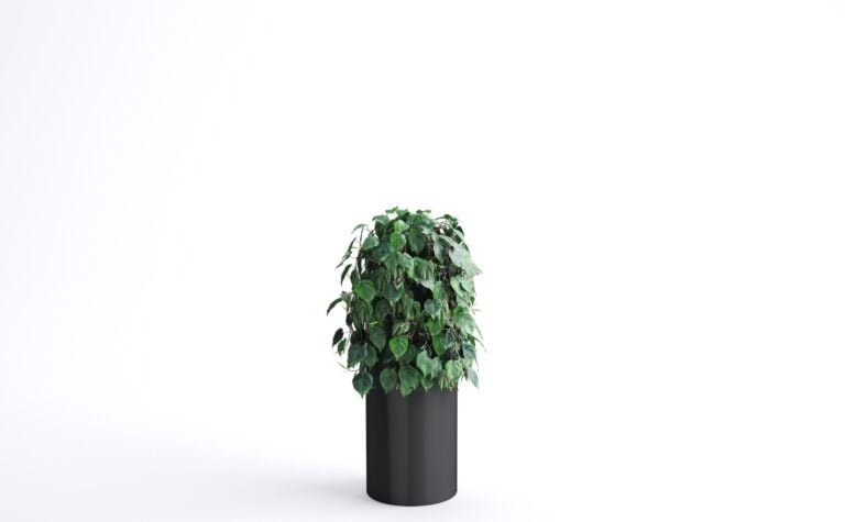 Philodendron Leaf Bush