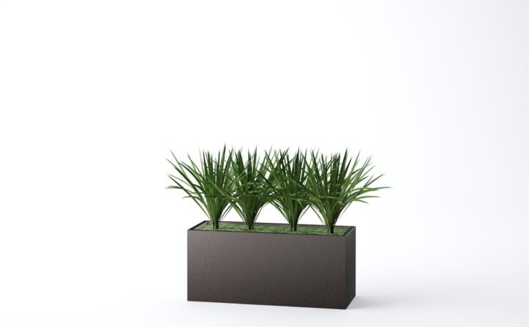Yucca Plant