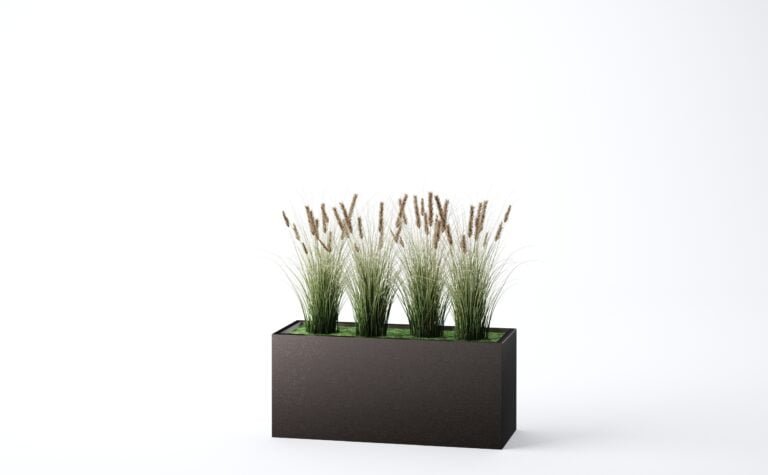 Foxtail Onion Grass