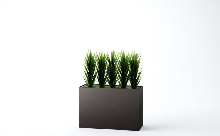 Yucca Plant