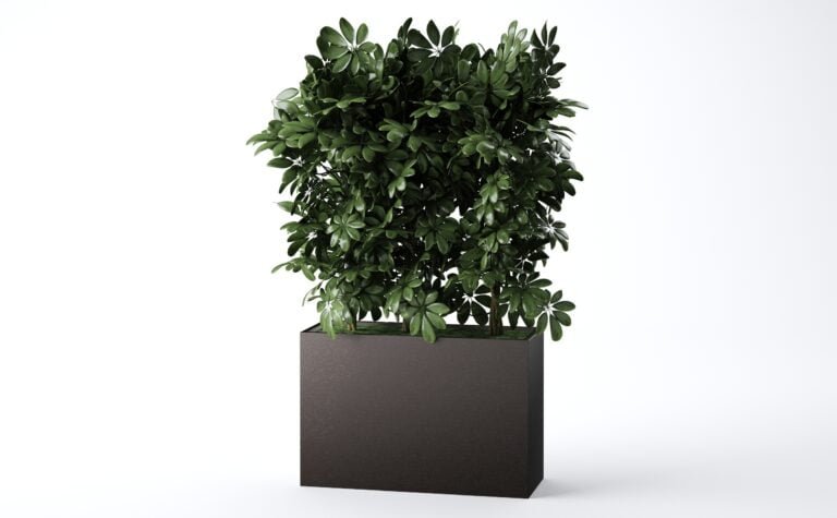 Schefflera Tree