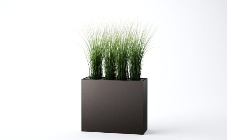 Onion Grass