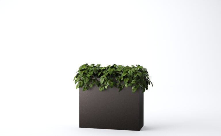 Cissus Bush