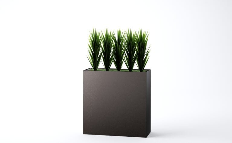 Yucca Plant