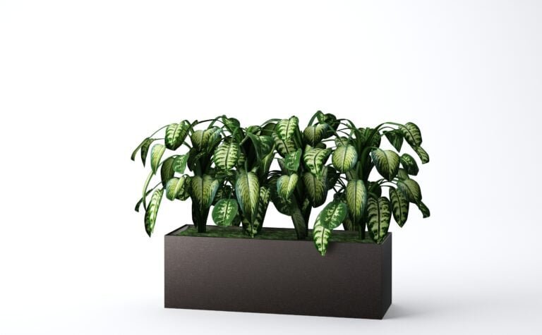 Aglaonema Plant