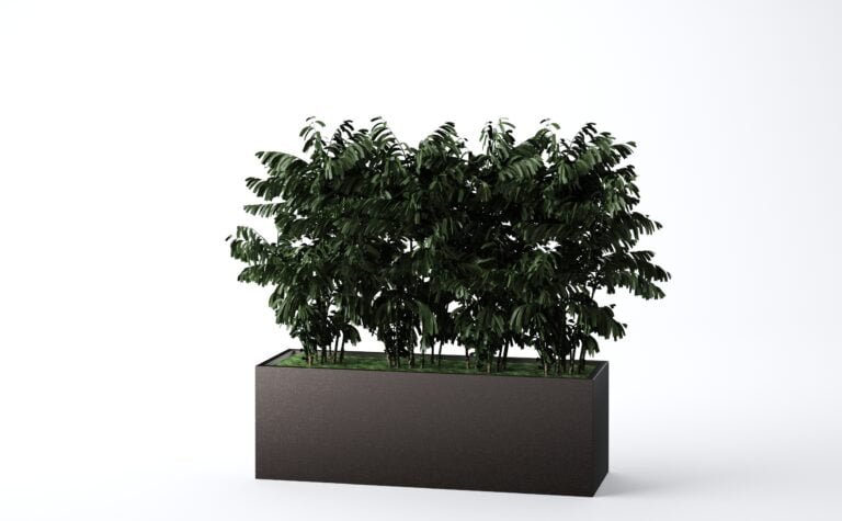 Neanthe Bella Palm