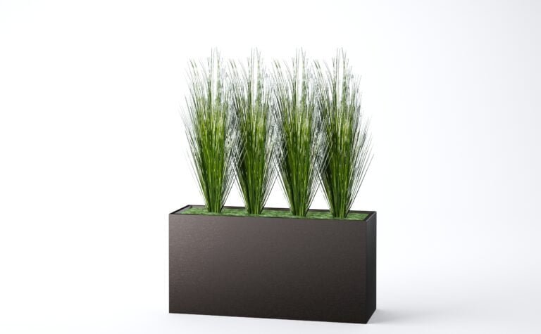 Onion Grass