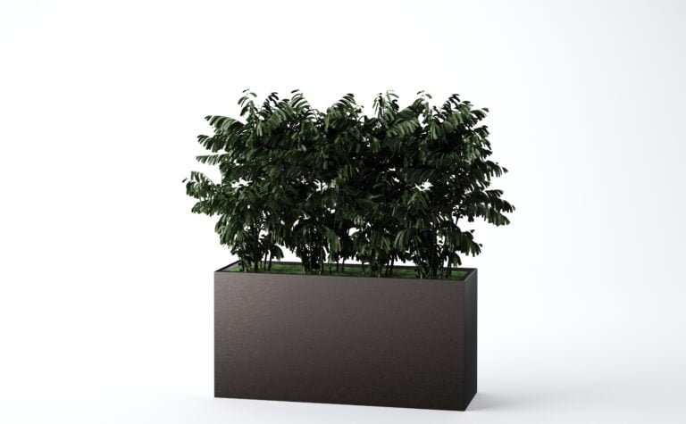 Neanthe Bella Palm