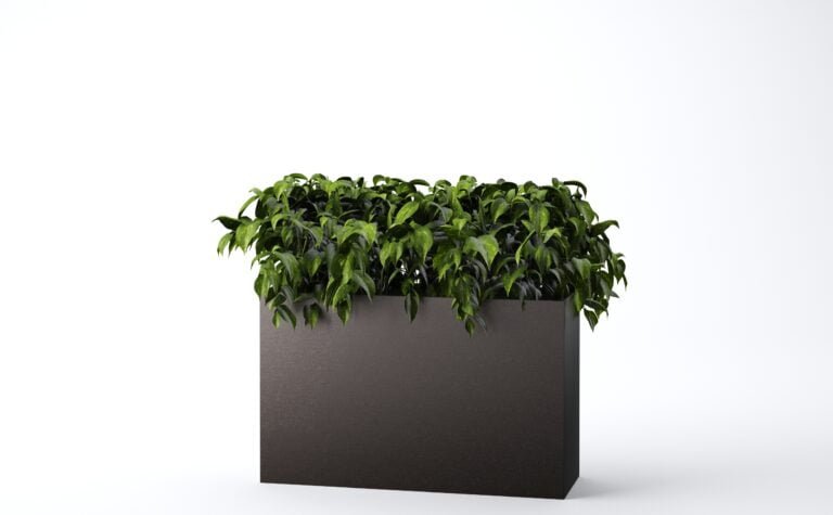 Philodendron Bush