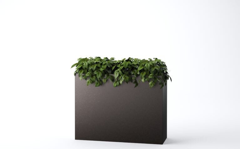 Cissus Bush