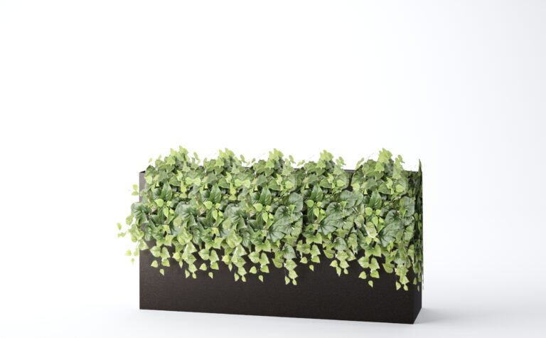 Philodendron Bush