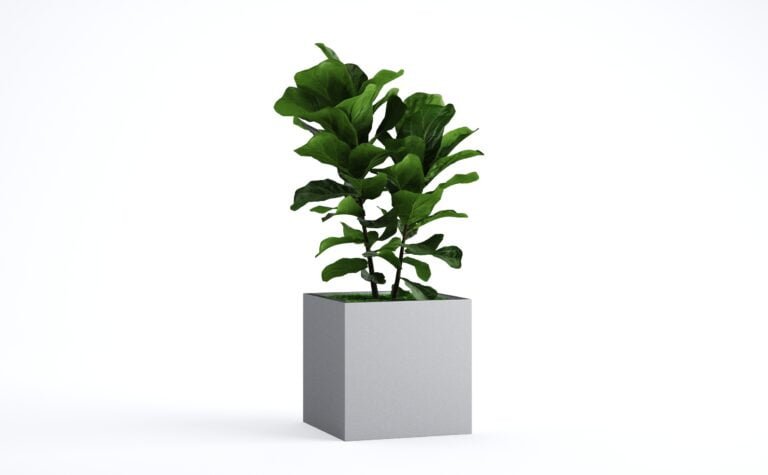 Fiddle Leaf Fig