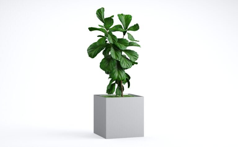 Fiddle Leaf Fig Tree