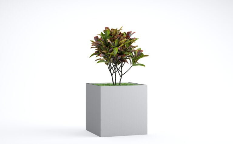 Croton Tree