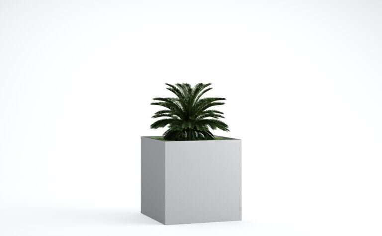 Cycas Palm Cluster