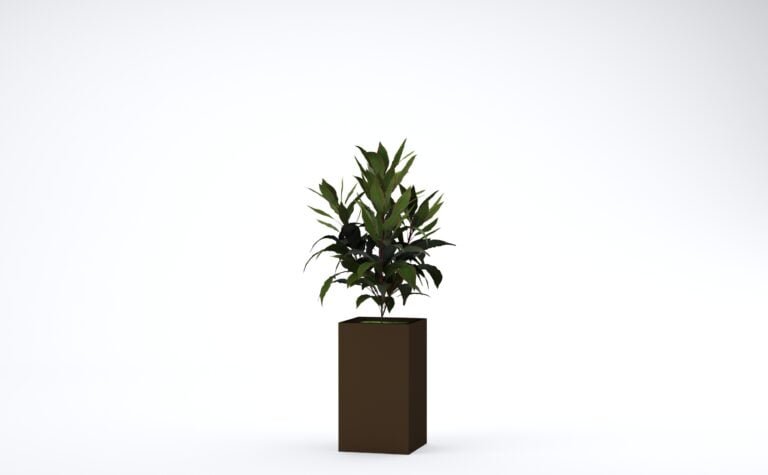 Cordyline Plant