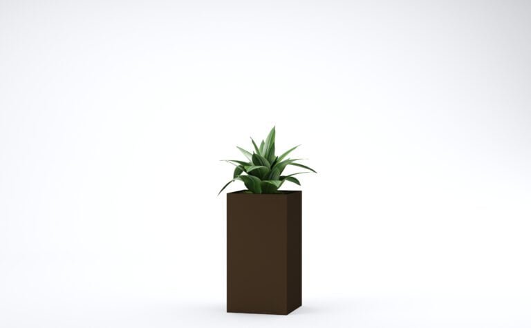Agave Plant