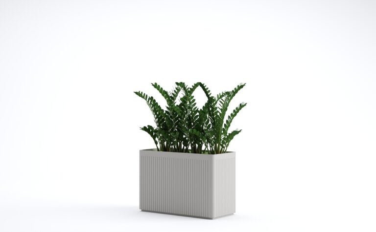 Zamia