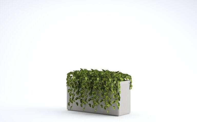 Syngonium