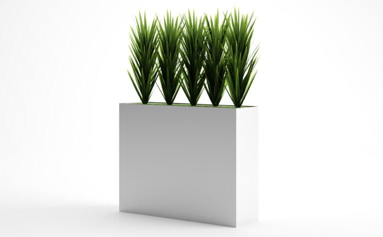 Yucca Plant