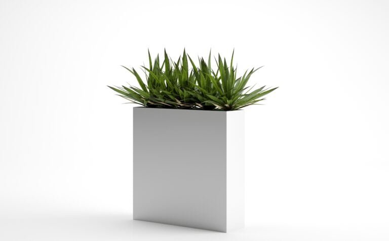 Small Yucca Plant