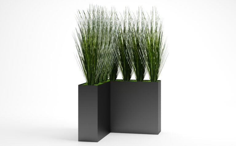 Onion Grass