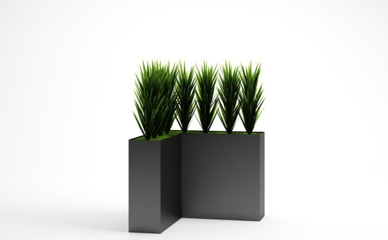 Yucca Plant