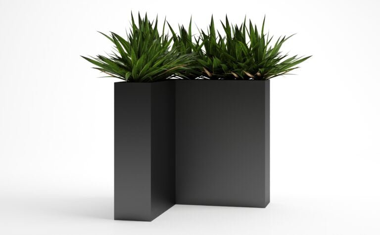 Small Yucca Plant